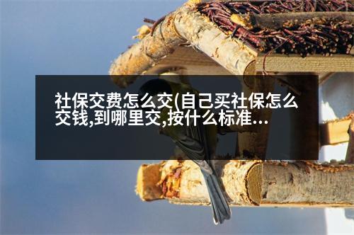 社保交費(fèi)怎么交(自己買社保怎么交錢,到哪里交,按什么標(biāo)準(zhǔn)交)